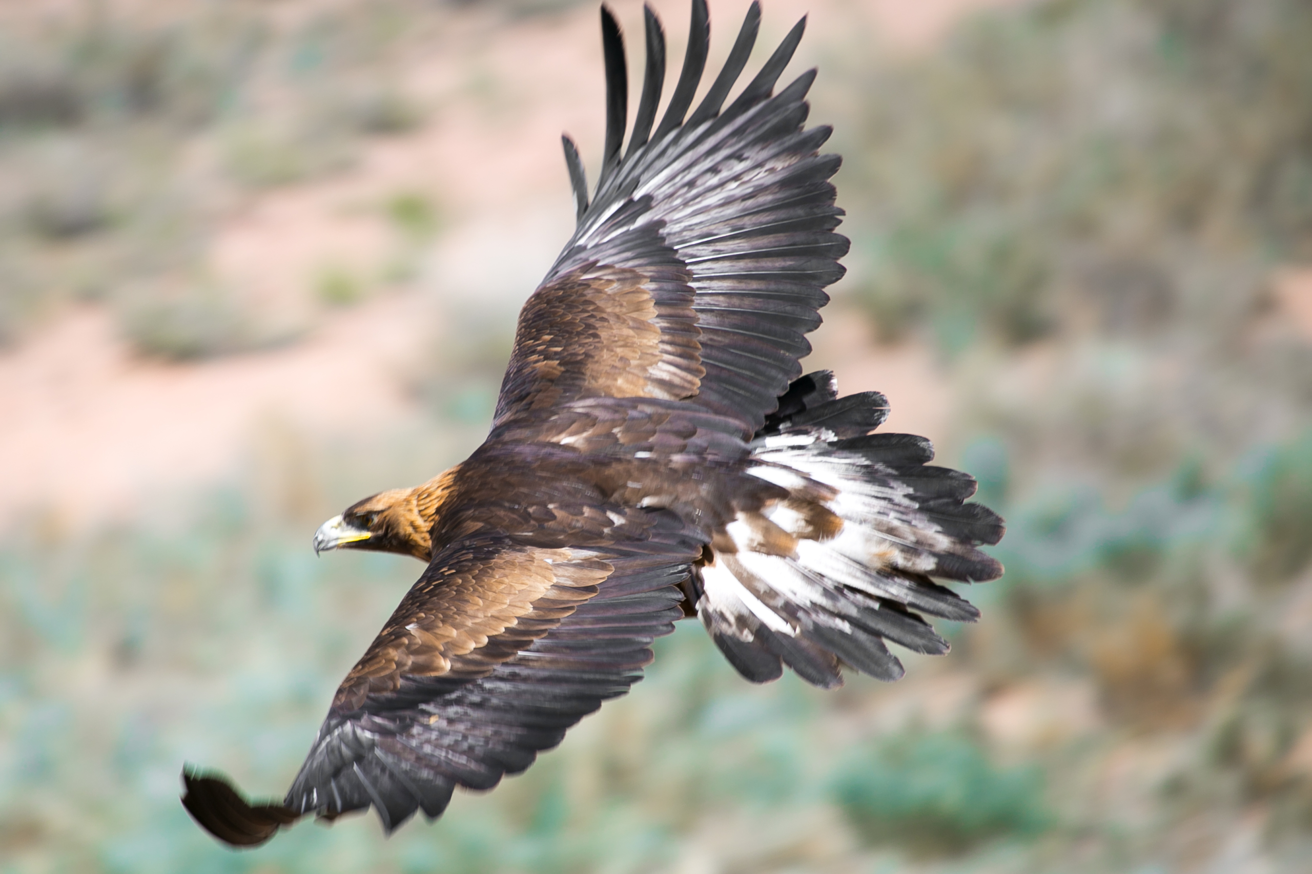 Krug Experience Central Asia