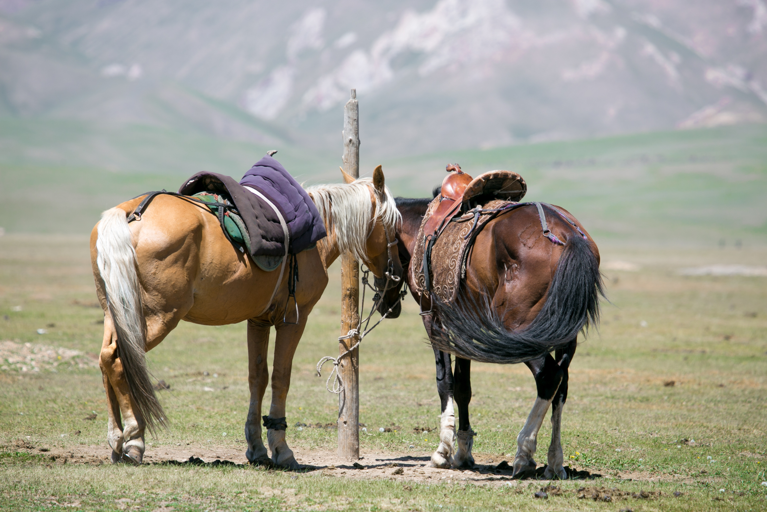 Krug Experience Central Asia